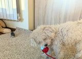 Hund spielt mit dem LumoNest Rex Smart-Ball